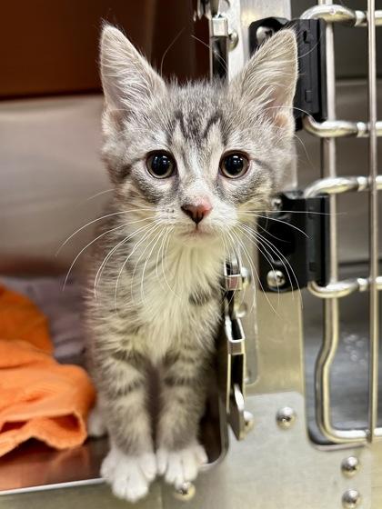 Enlarge Lily, a Adoptable mixed breed in Wichita, KS image 3/3