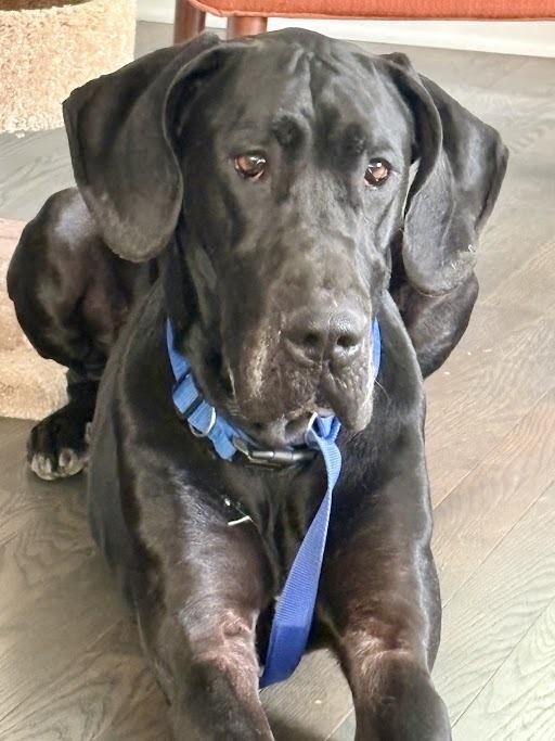 Aristotle, a Adoptable Great Dane in Oswego, IL image 1/3