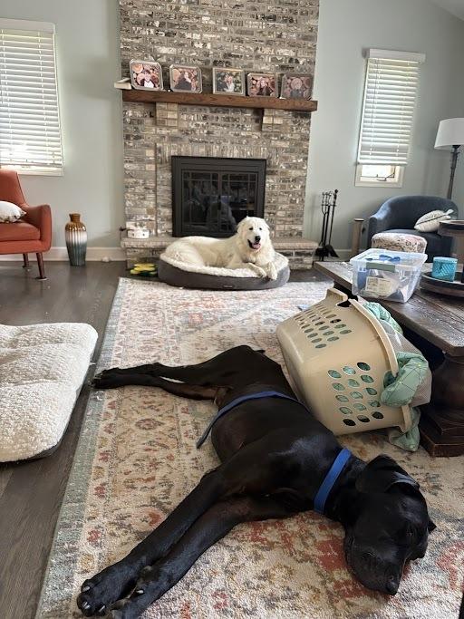 Aristotle, a Adoptable Great Dane in Oswego, IL image 2/3