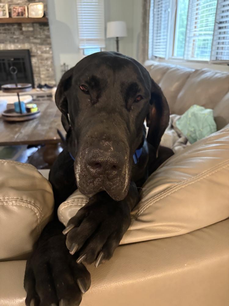 Aristotle, a Adoptable Great Dane in Oswego, IL image 3/3