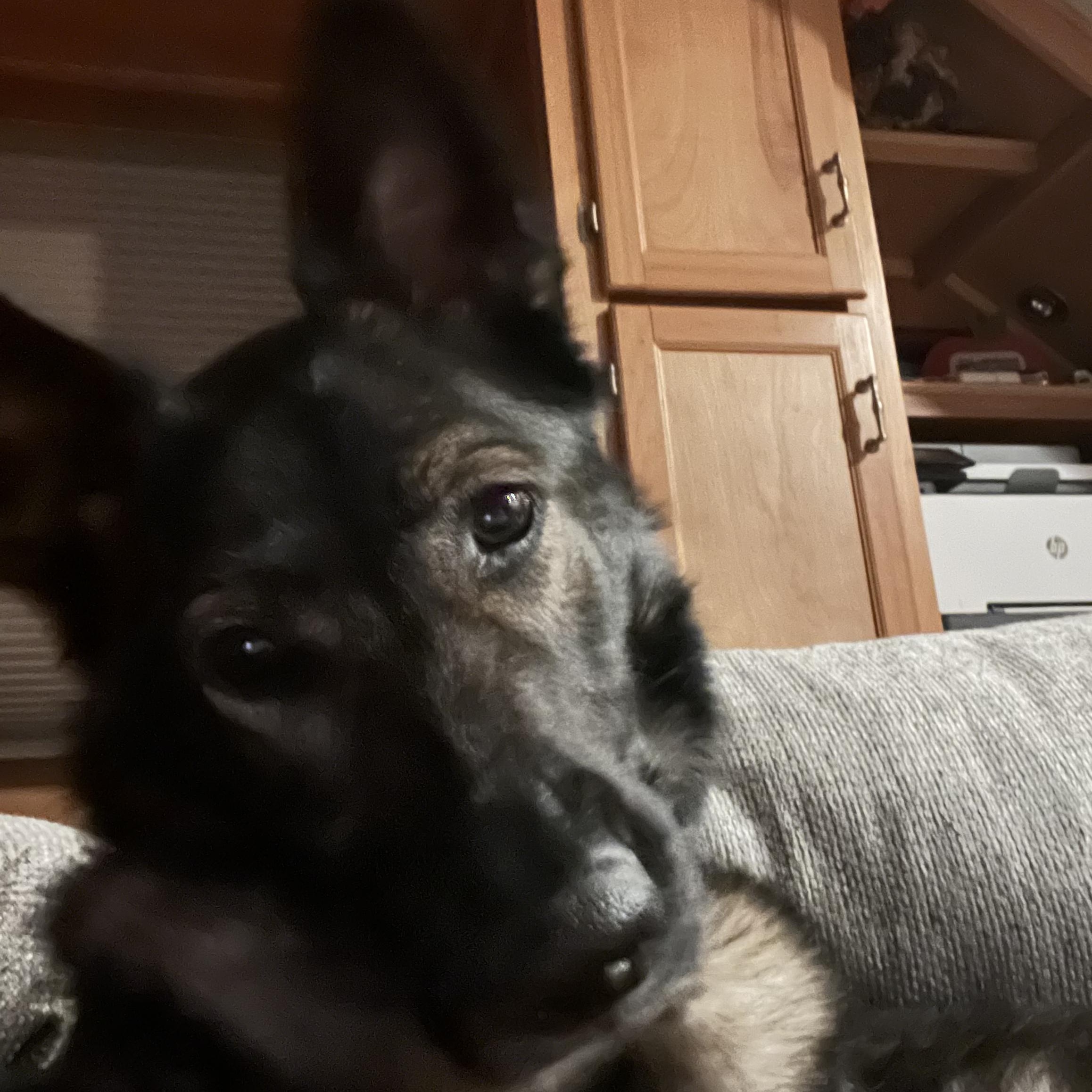 Enlarge Britta, a ADOPTABLE German Shepherd Dog in Hillsdale, NY image 2/3