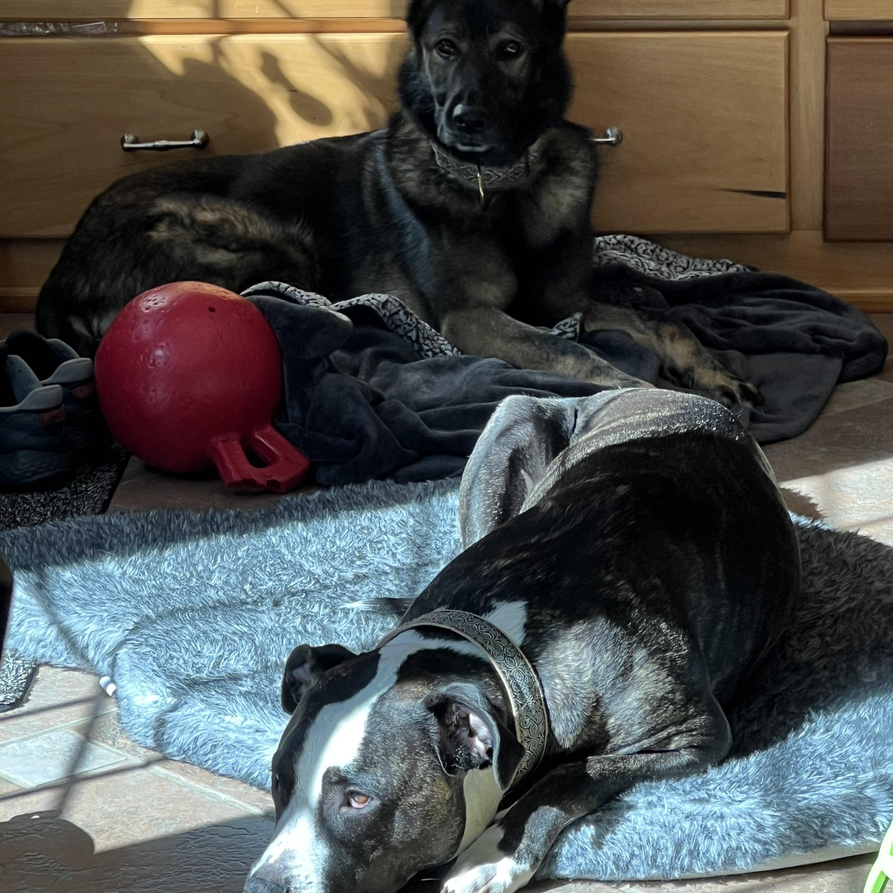 Enlarge Britta, a ADOPTABLE German Shepherd Dog in Hillsdale, NY image 3/3