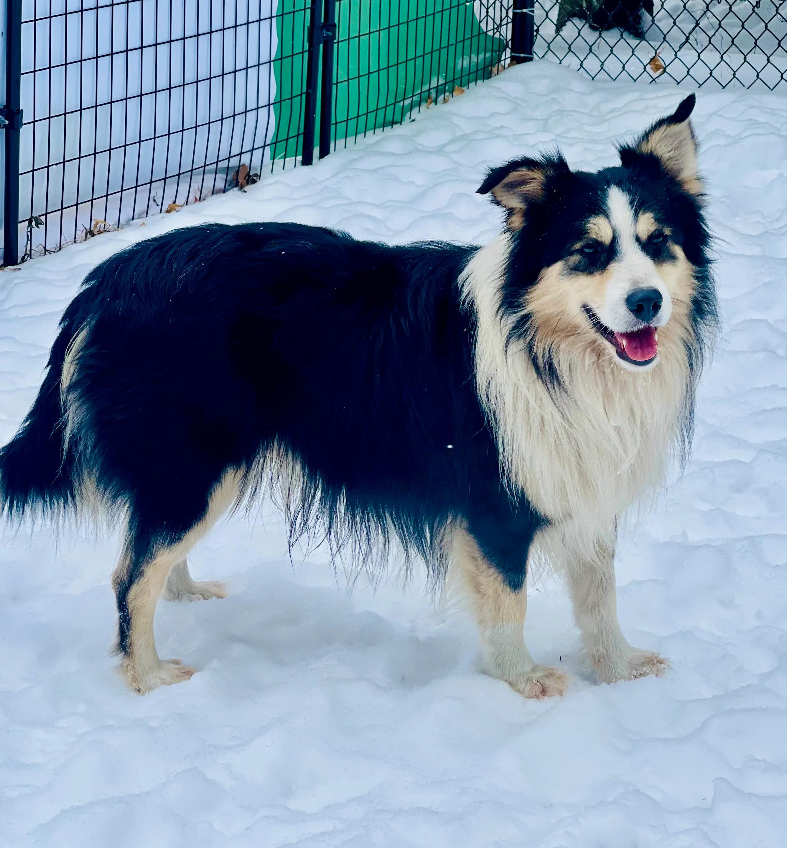 Bob - adopted!, adopted, Young Male Border Collie & Australian Shepherd.