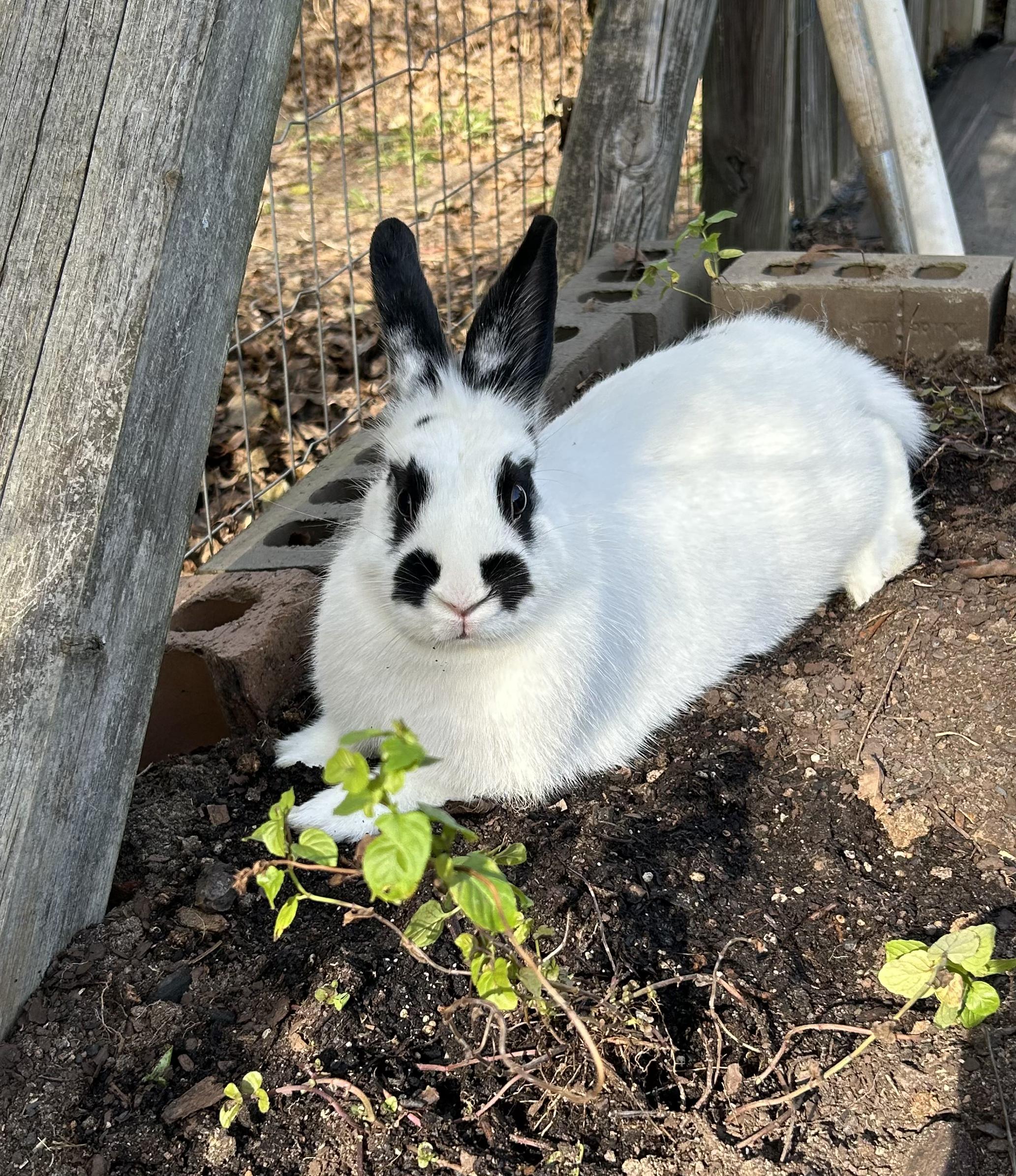 Enlarge Pebbles, a Adoptable English Spot in Conway, SC image 1/2