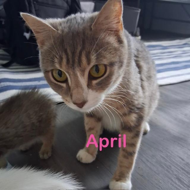 Cats & Kittens for Adoption in Oriental, NC | Petfinder