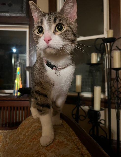 Enlarge Judy, a Adoptable Domestic Short Hair in Roseville, MN image 2/5