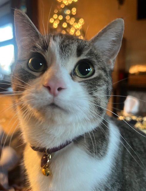 Enlarge Judy, a Adoptable Domestic Short Hair in Roseville, MN image 1/5