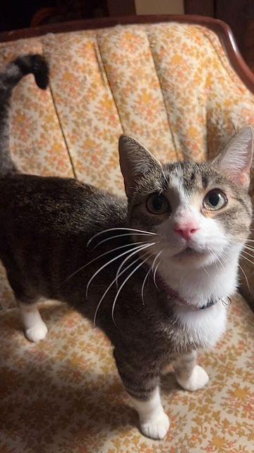 Enlarge Judy, a Adoptable Domestic Short Hair in Roseville, MN image 5/5