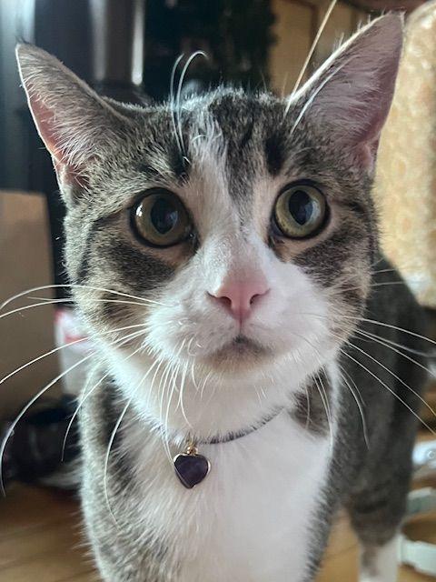 Enlarge Judy, a Adoptable Domestic Short Hair in Roseville, MN image 3/5