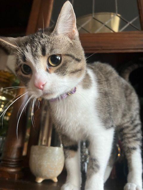 Enlarge Judy, a Adoptable Domestic Short Hair in Roseville, MN image 4/5