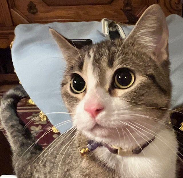 Judy, adopted, Adult Female Domestic Short Hair.