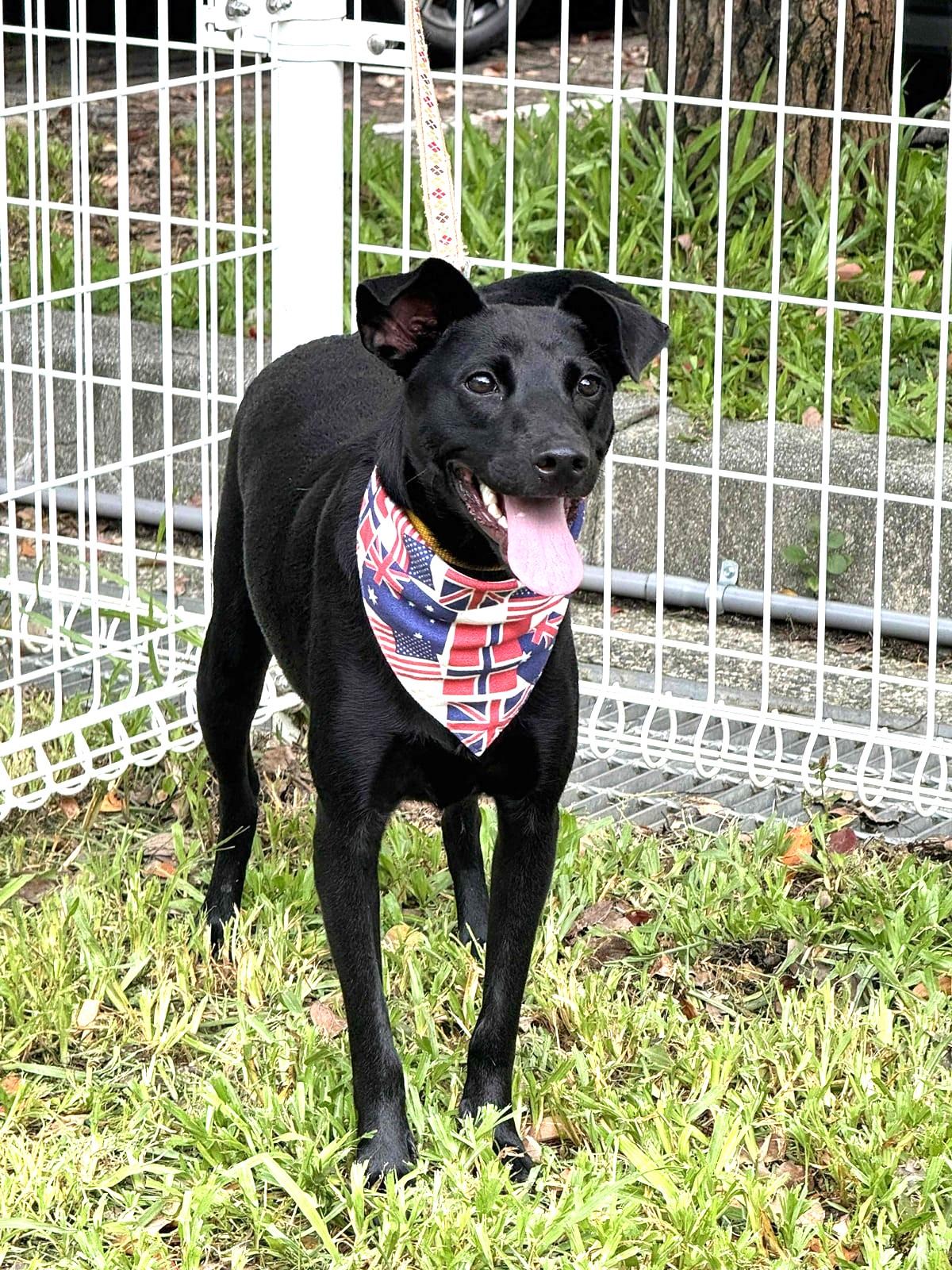 Enlarge Hero, a Adoptable mixed breed in Richmond, BC image 5/6