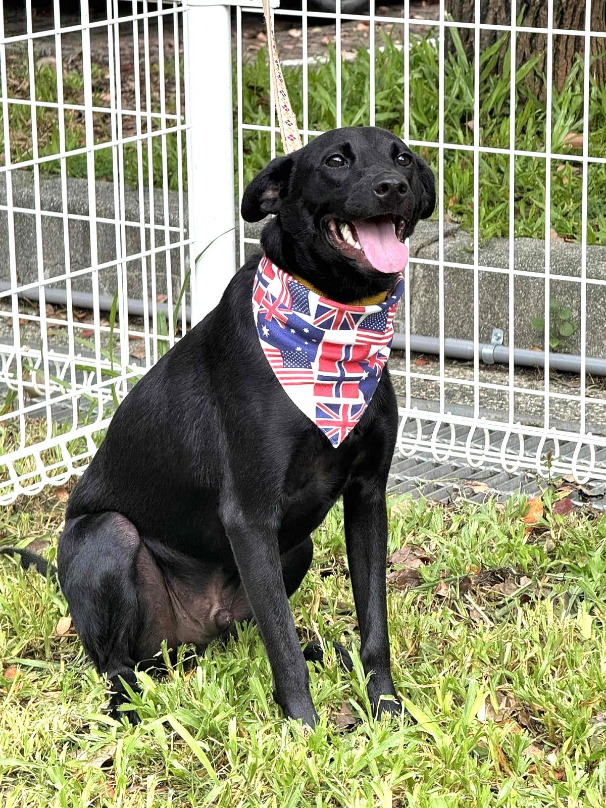 Enlarge Hero, a Adoptable mixed breed in Richmond, BC image 4/6