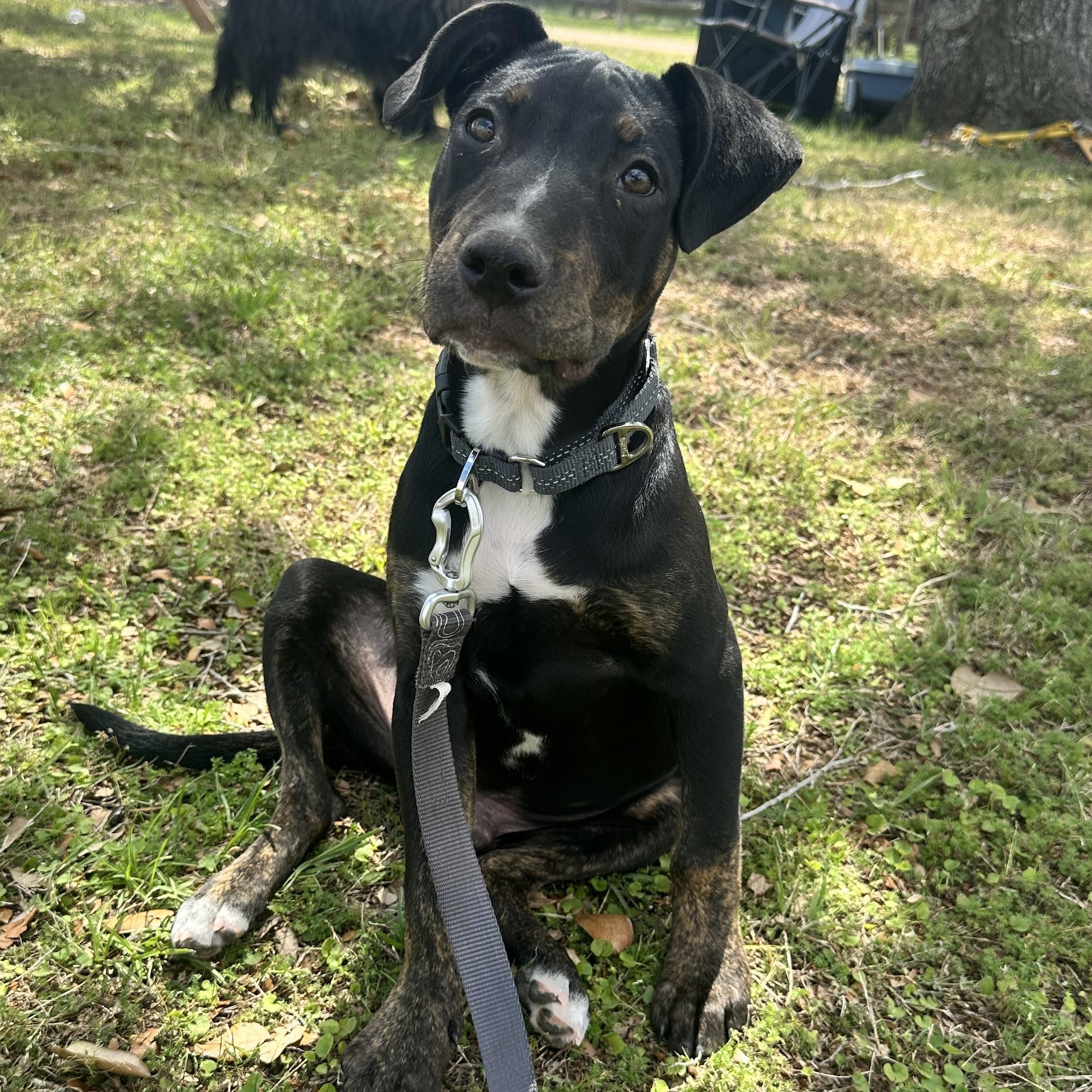 Slick, Adoptable, Young Male Doberman Pinscher & Australian Cattle Dog / Blue Heeler.
