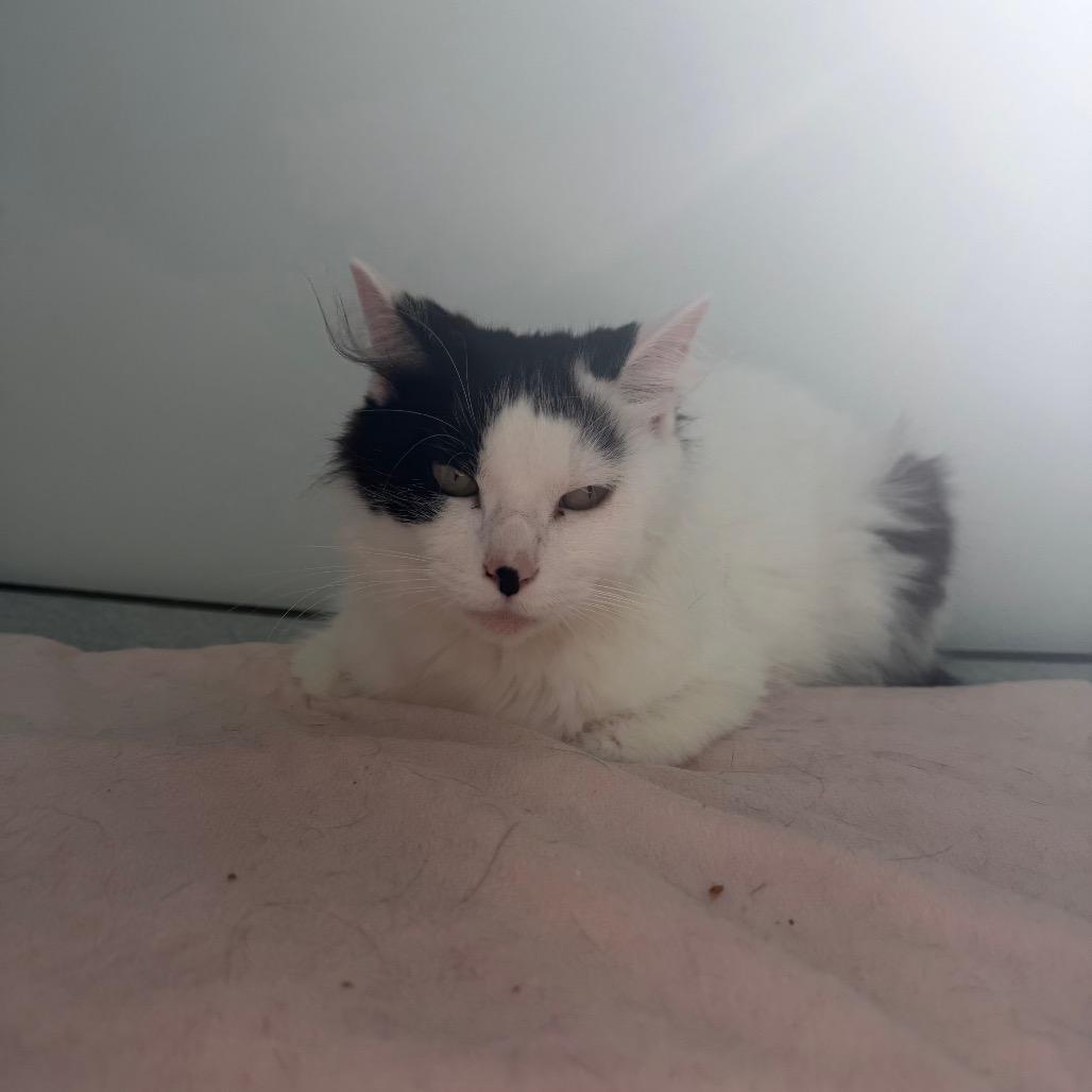 Missie (Holland Cat Cove), Adoptable, Adult Female Domestic Medium Hair.