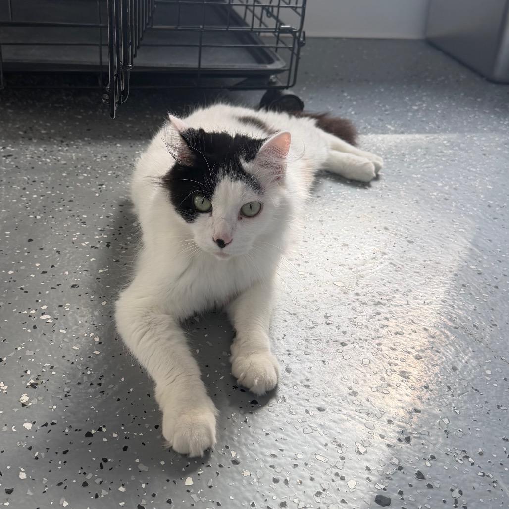 Enlarge Missie (Holland Cat Cove), a Adoptable Domestic Medium Hair in West Olive, MI image 2/4