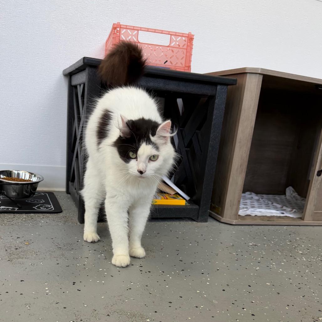Enlarge Missie (Holland Cat Cove), a Adoptable Domestic Medium Hair in West Olive, MI image 3/4