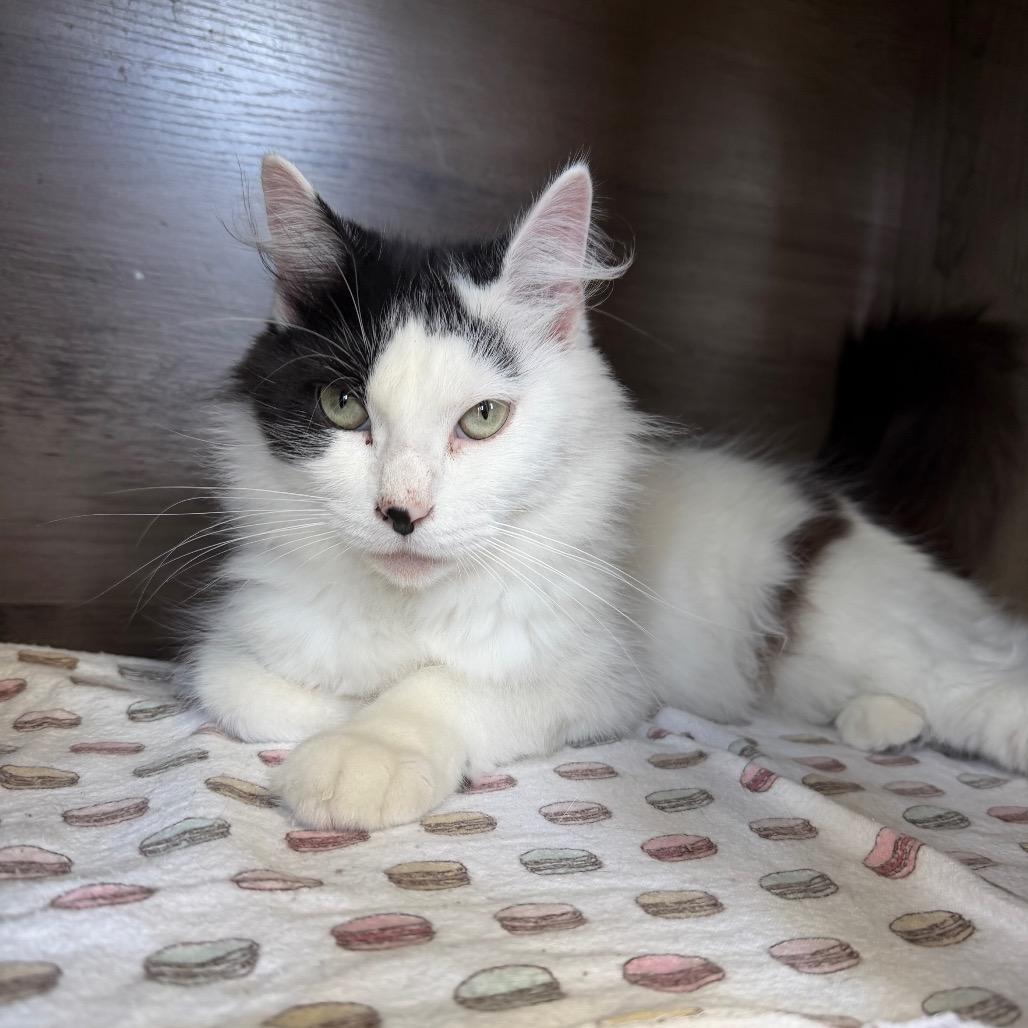 Enlarge Missie (Holland Cat Cove), a Adoptable Domestic Medium Hair in West Olive, MI image 4/4