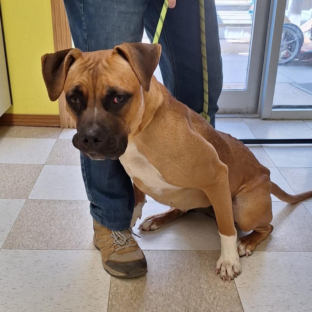 Enlarge Ali, a Adoptable mixed breed in Kingman, KS image 2/6