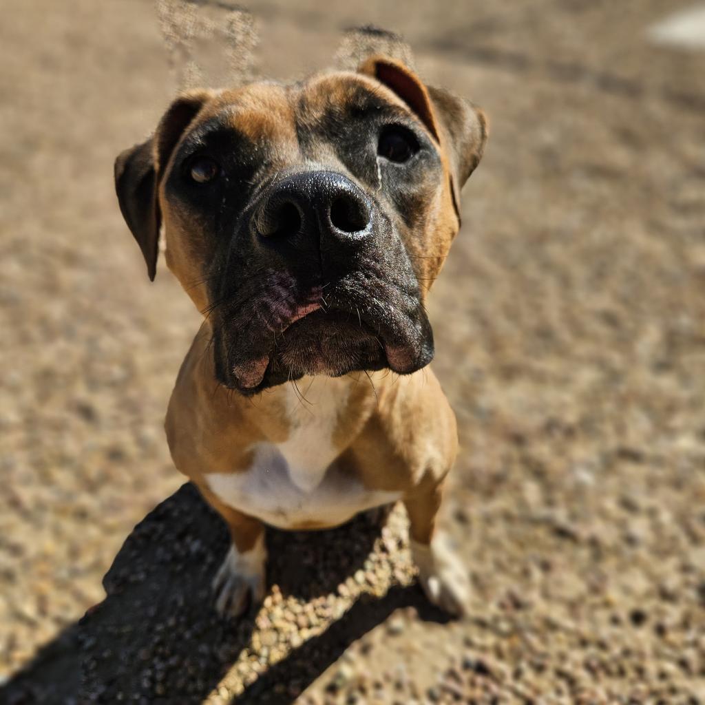 Enlarge Ali, a Adoptable mixed breed in Kingman, KS image 5/6