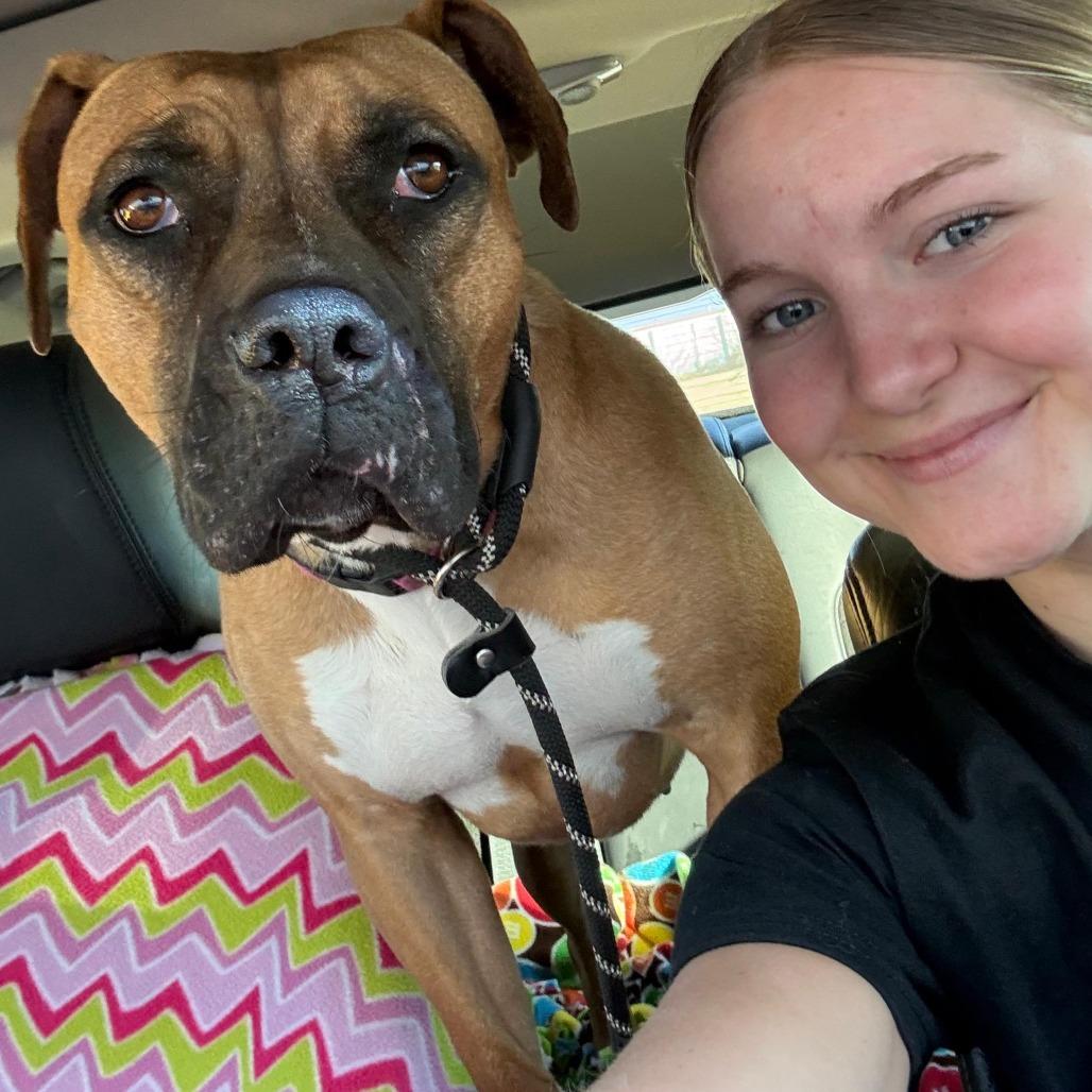 Enlarge Ali, a Adoptable mixed breed in Kingman, KS image 5/6