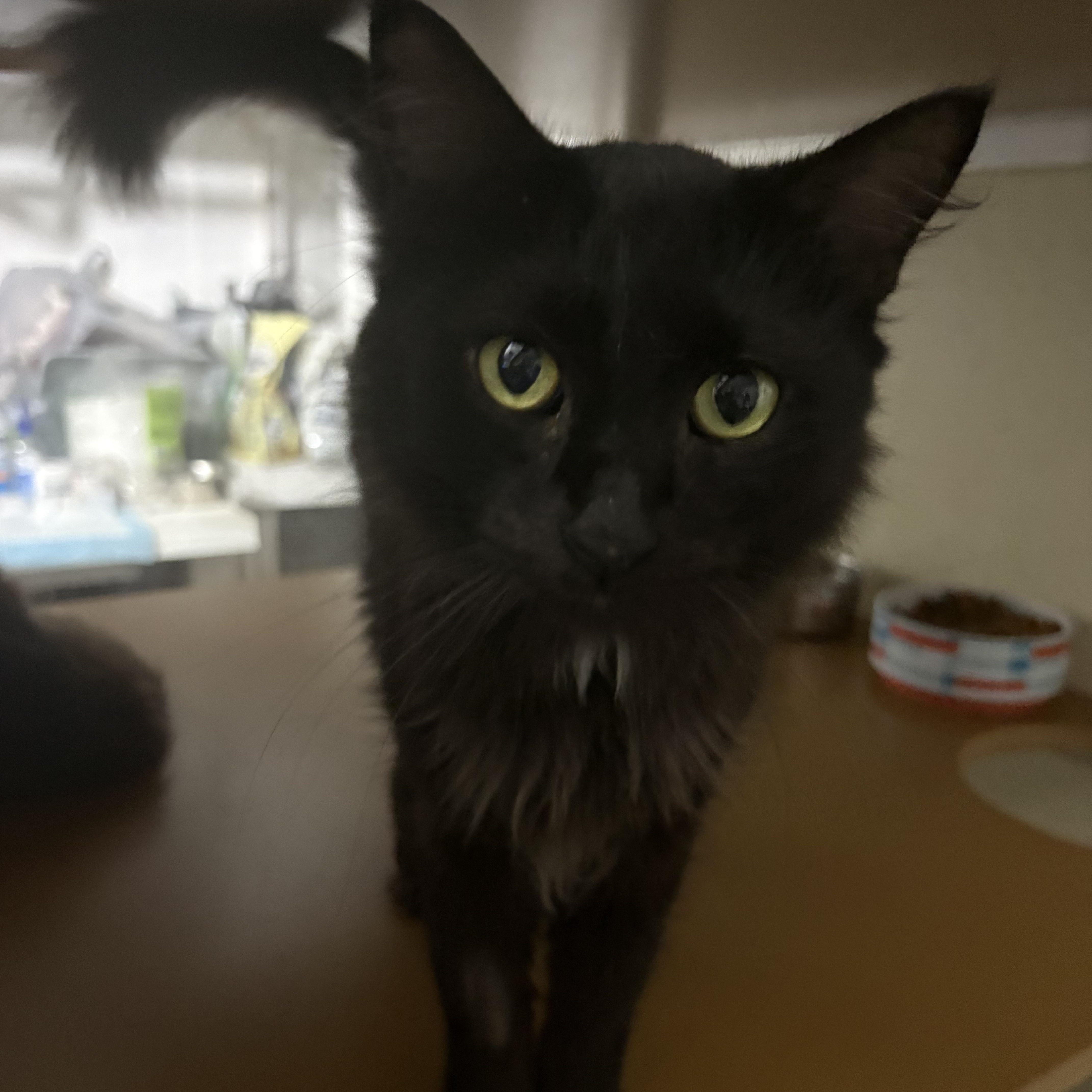 Tux, a ADOPTABLE Domestic Long Hair in Lehigh Acres, FL image 2/3