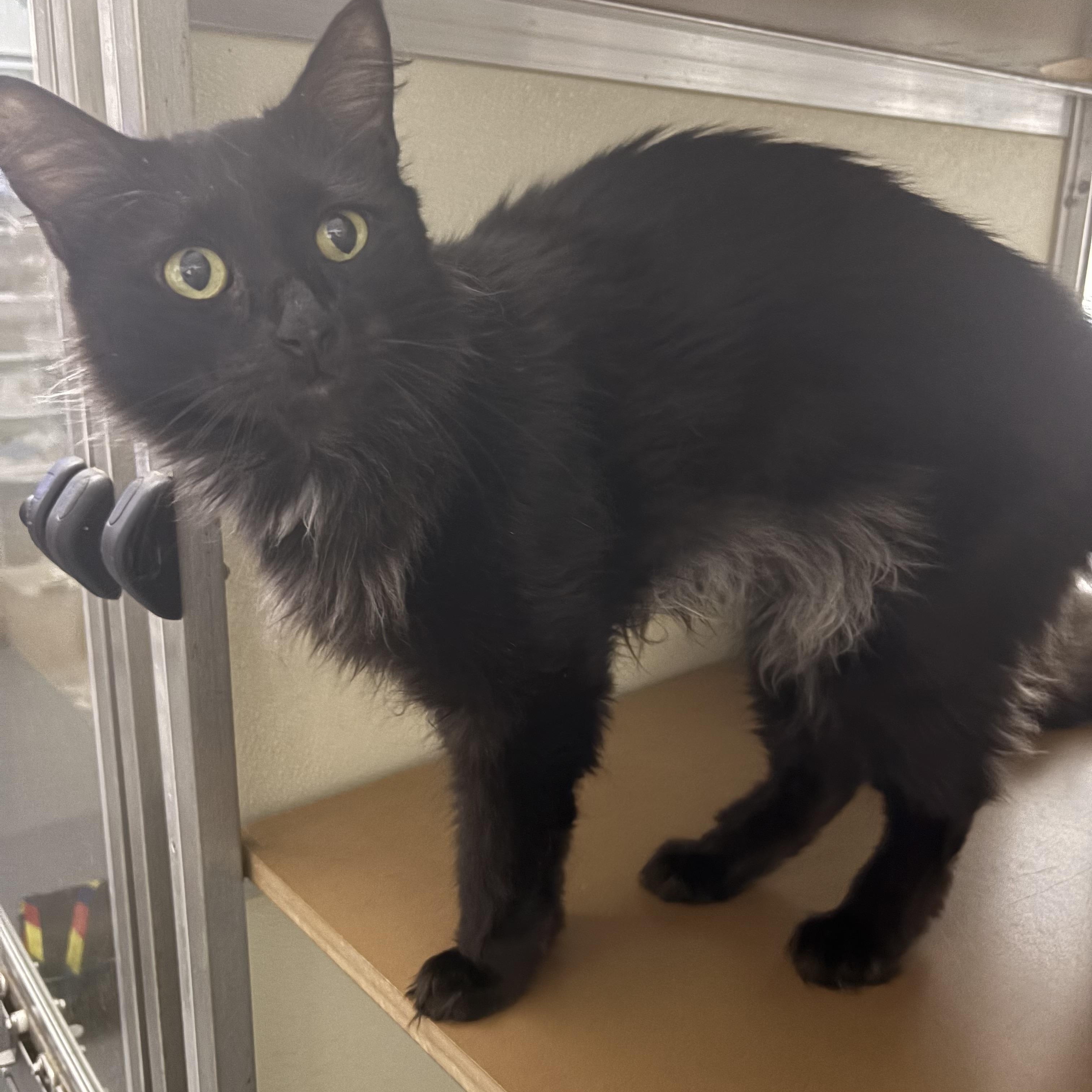 Tux, ADOPTABLE, Young Male Domestic Long Hair.