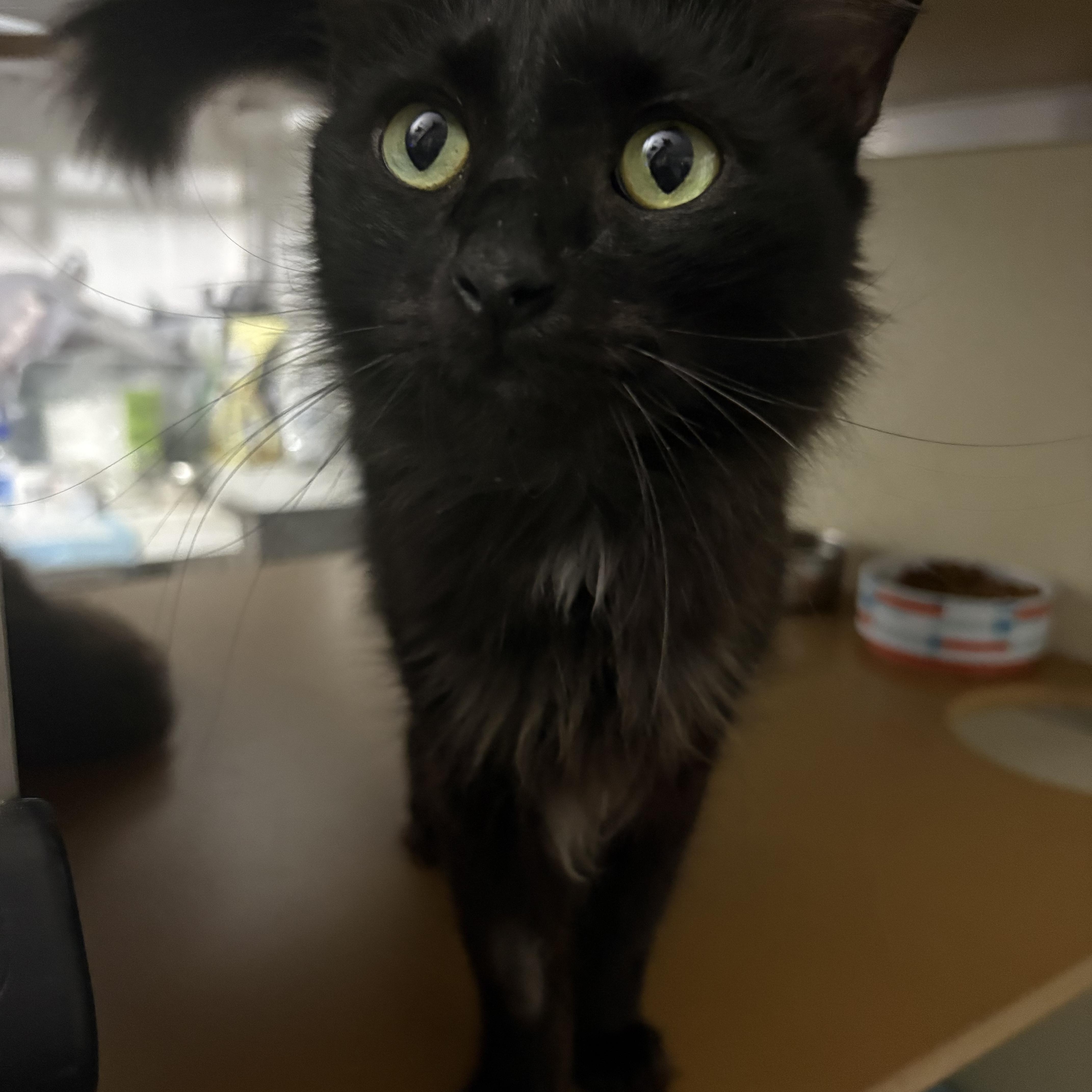 Tux, a ADOPTABLE Domestic Long Hair in Lehigh Acres, FL image 3/3