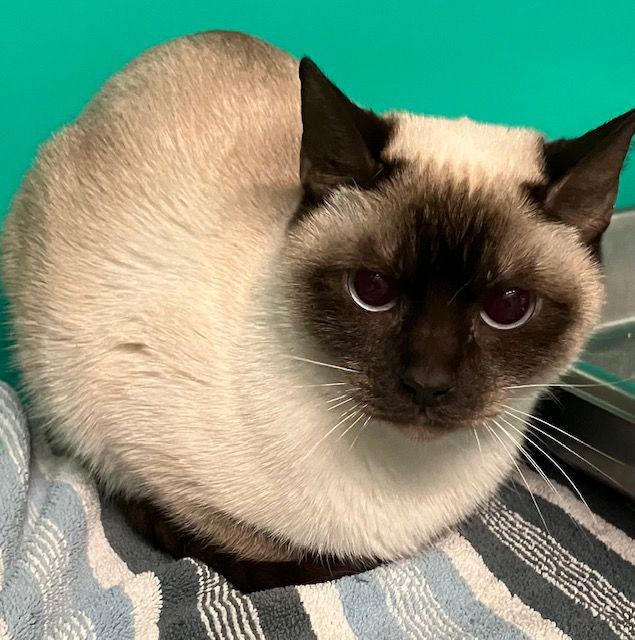 Enlarge Cleo  2 years old, a Adopted Siamese in Sterling, MA image 1/1
