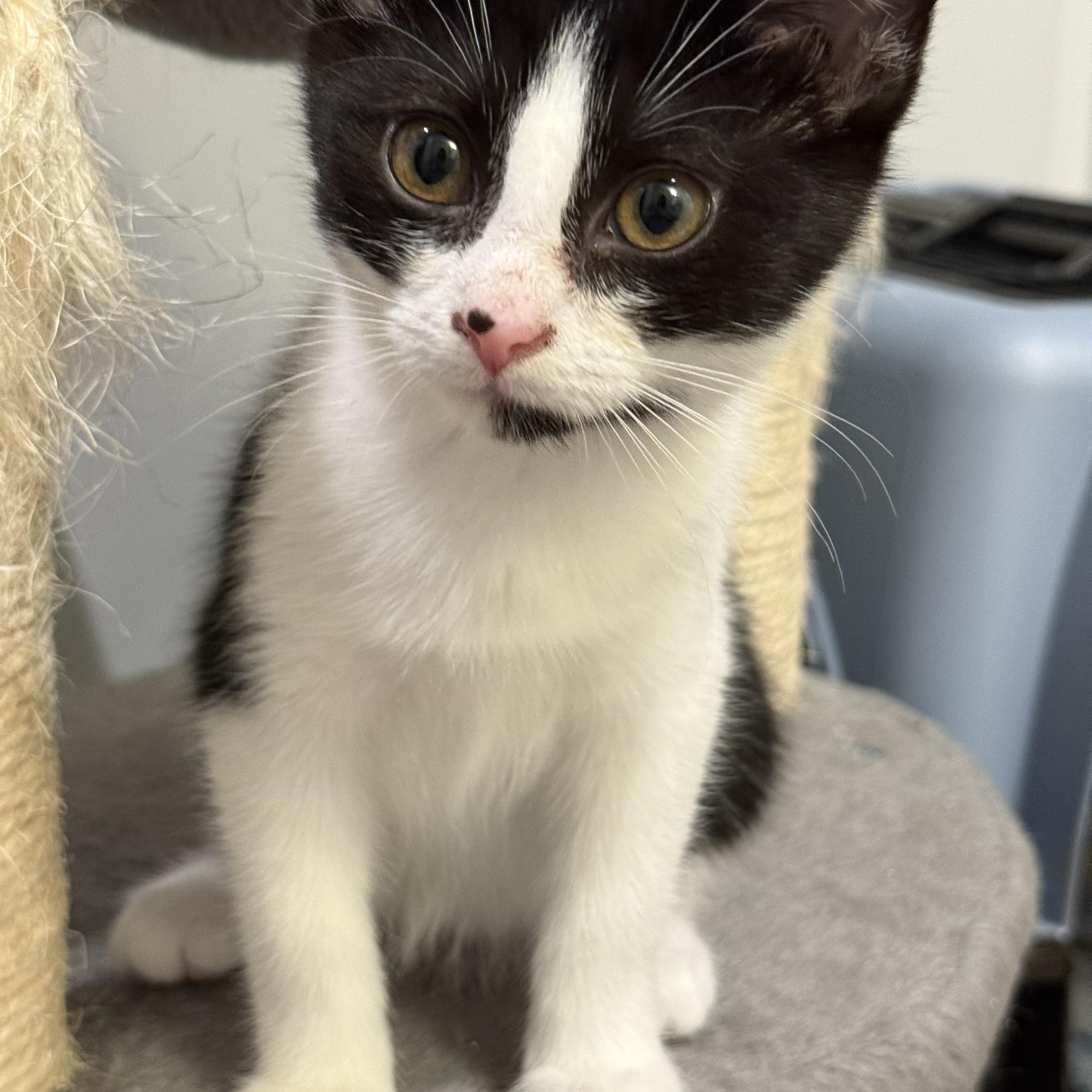 May, adopted, Kitten Female Domestic Short Hair.