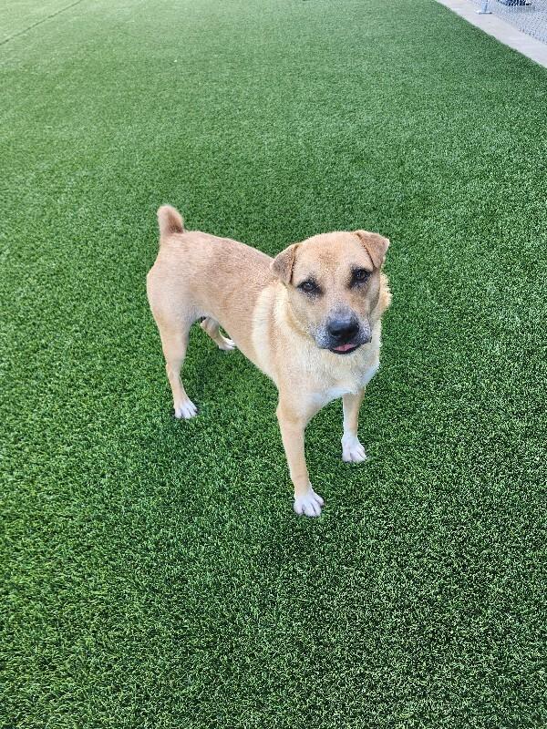 Pinto, a Adoptable Mixed Breed in Jackson, TN image 1/4
