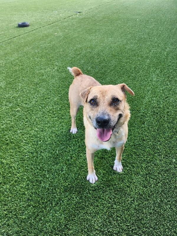 Pinto, a Adoptable Mixed Breed in Jackson, TN image 2/4