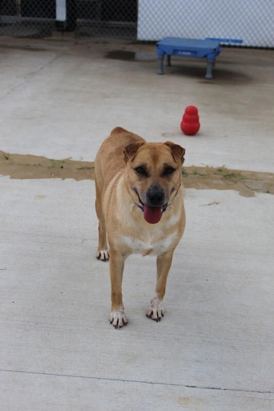 Enlarge Pinto, a Adoptable Mixed Breed in Jackson, TN image 3/6