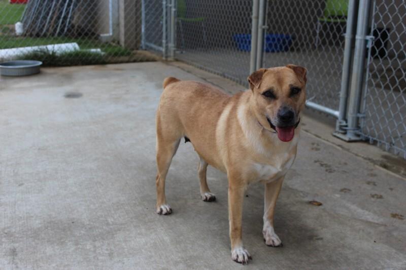 Enlarge Pinto, a Adoptable Mixed Breed in Jackson, TN image 4/6