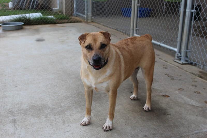 Enlarge Pinto, a Adoptable Mixed Breed in Jackson, TN image 5/6