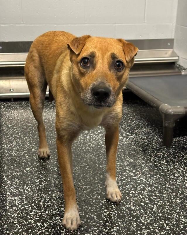 Pinto, a Adoptable Mixed Breed in Jackson, TN image 3/4