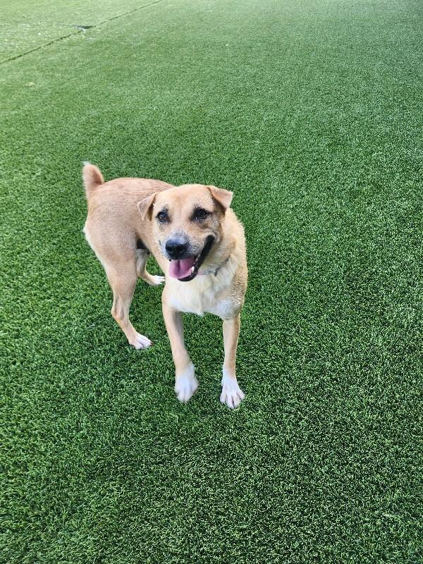 Pinto, a Adoptable Mixed Breed in Jackson, TN image 4/4