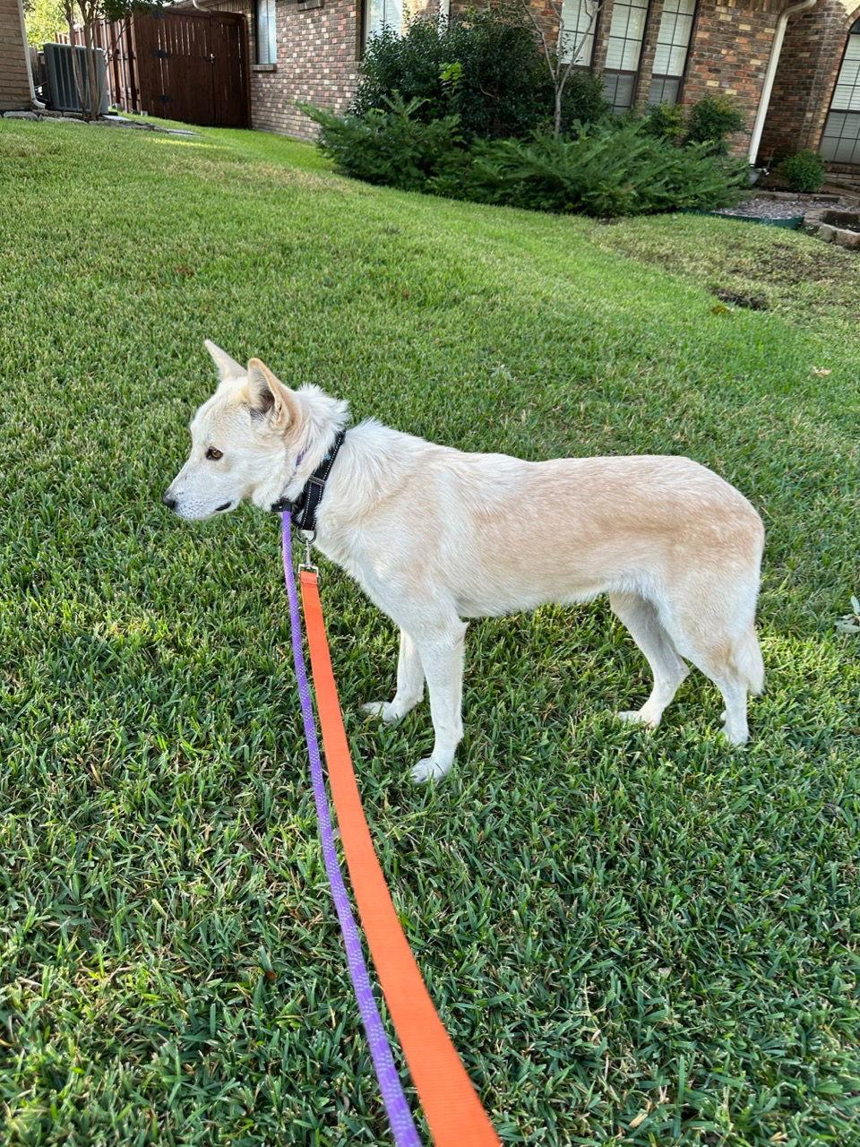 Tam, Adoptable, Adult Female White German Shepherd.