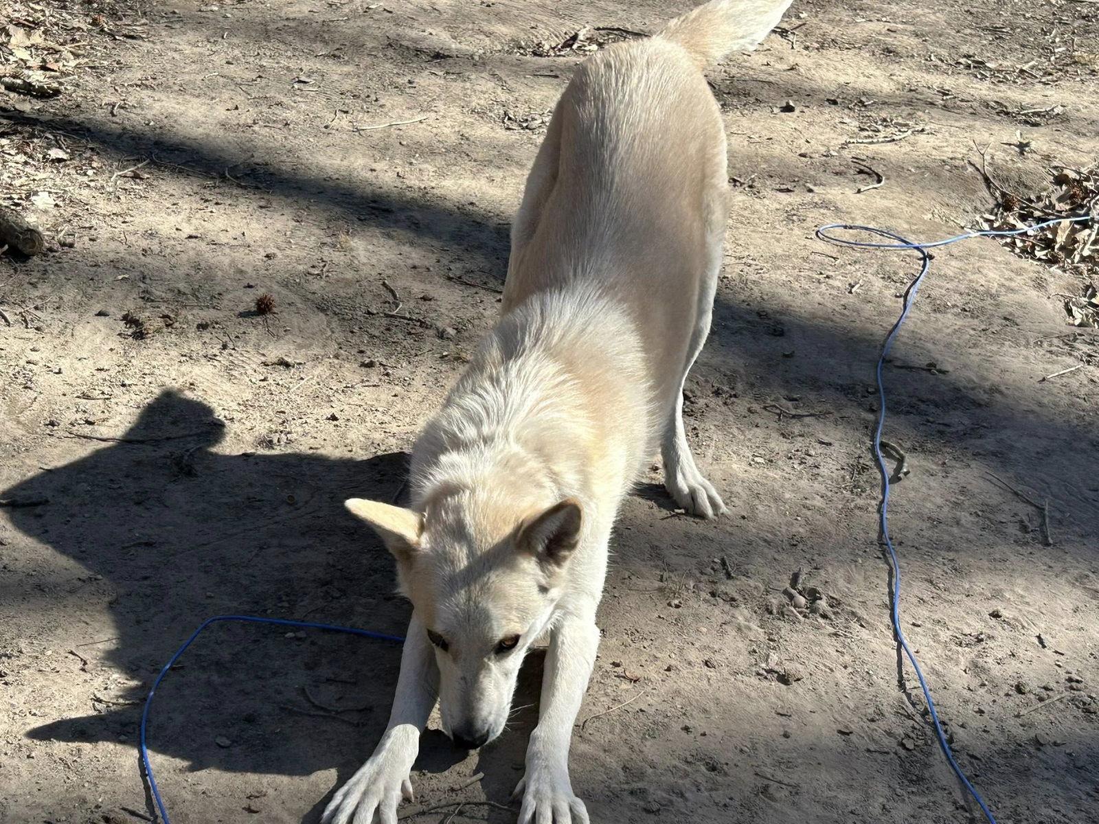 Enlarge Tam, a Adoptable White German Shepherd in Londonderry, NH image 2/3