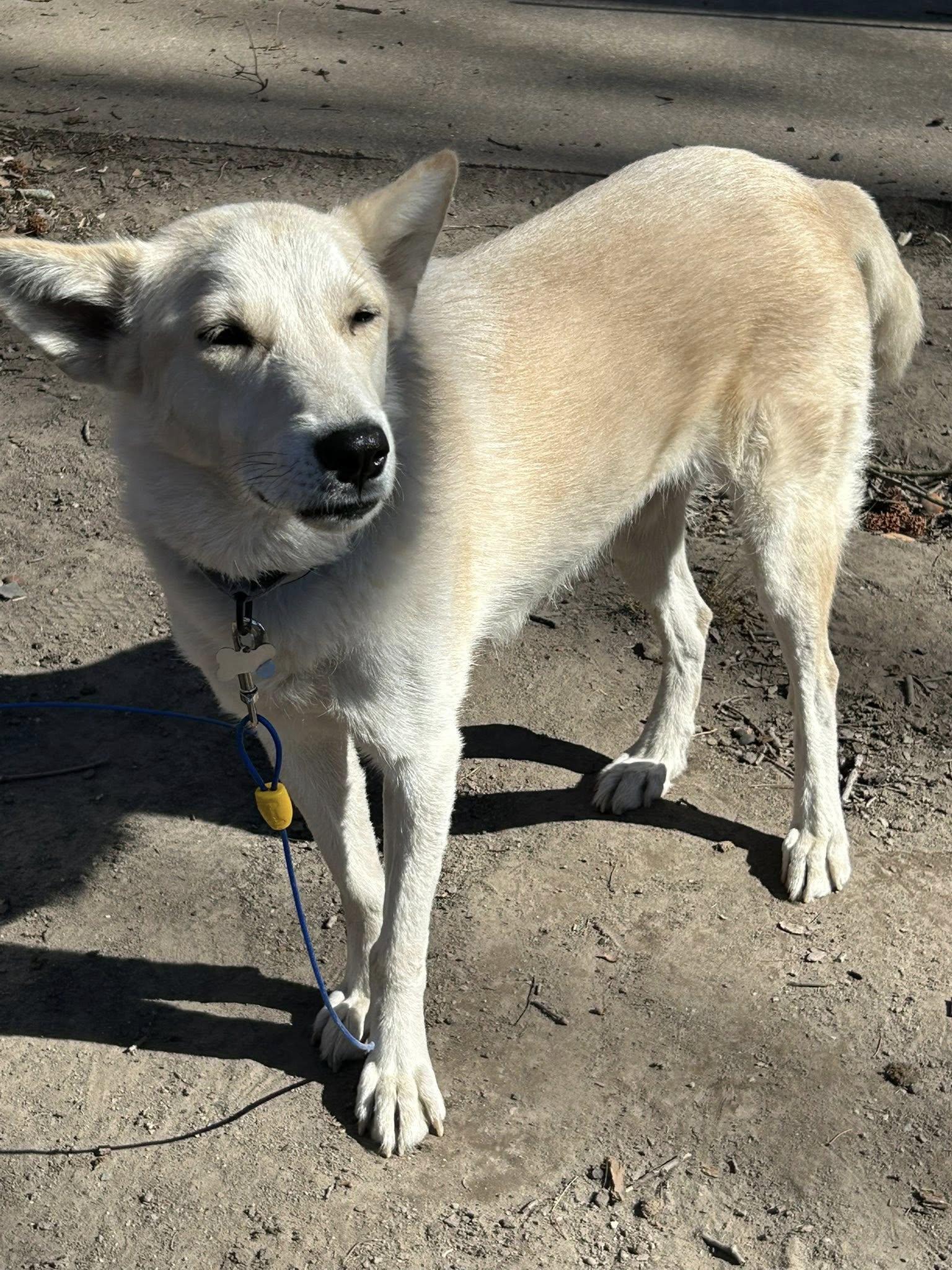 Enlarge Tam, a Adoptable White German Shepherd in Londonderry, NH image 3/3
