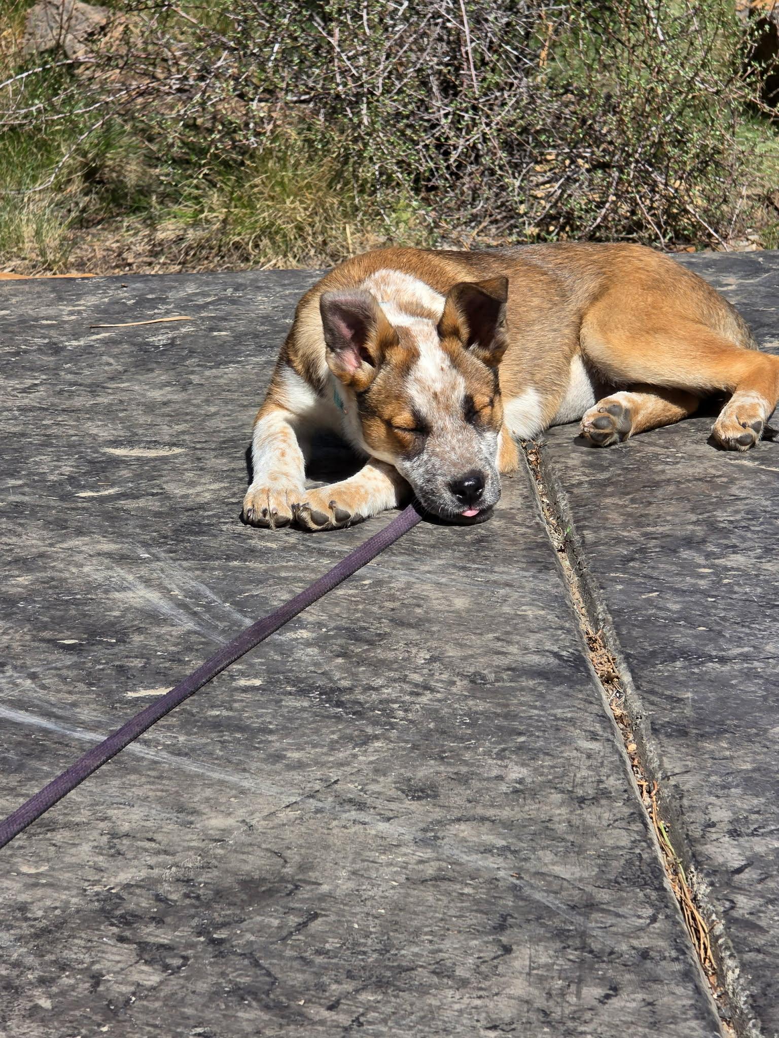 Enlarge Sedona , a ADOPTABLE mixed breed in Bend, OR image 3/6