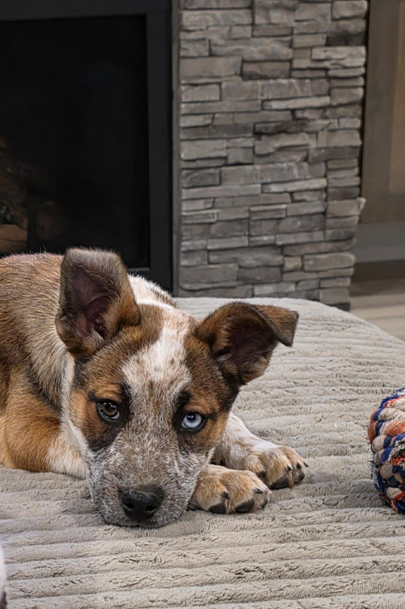 Sedona , ADOPTABLE, Puppy Female Australian Cattle Dog / Blue Heeler.