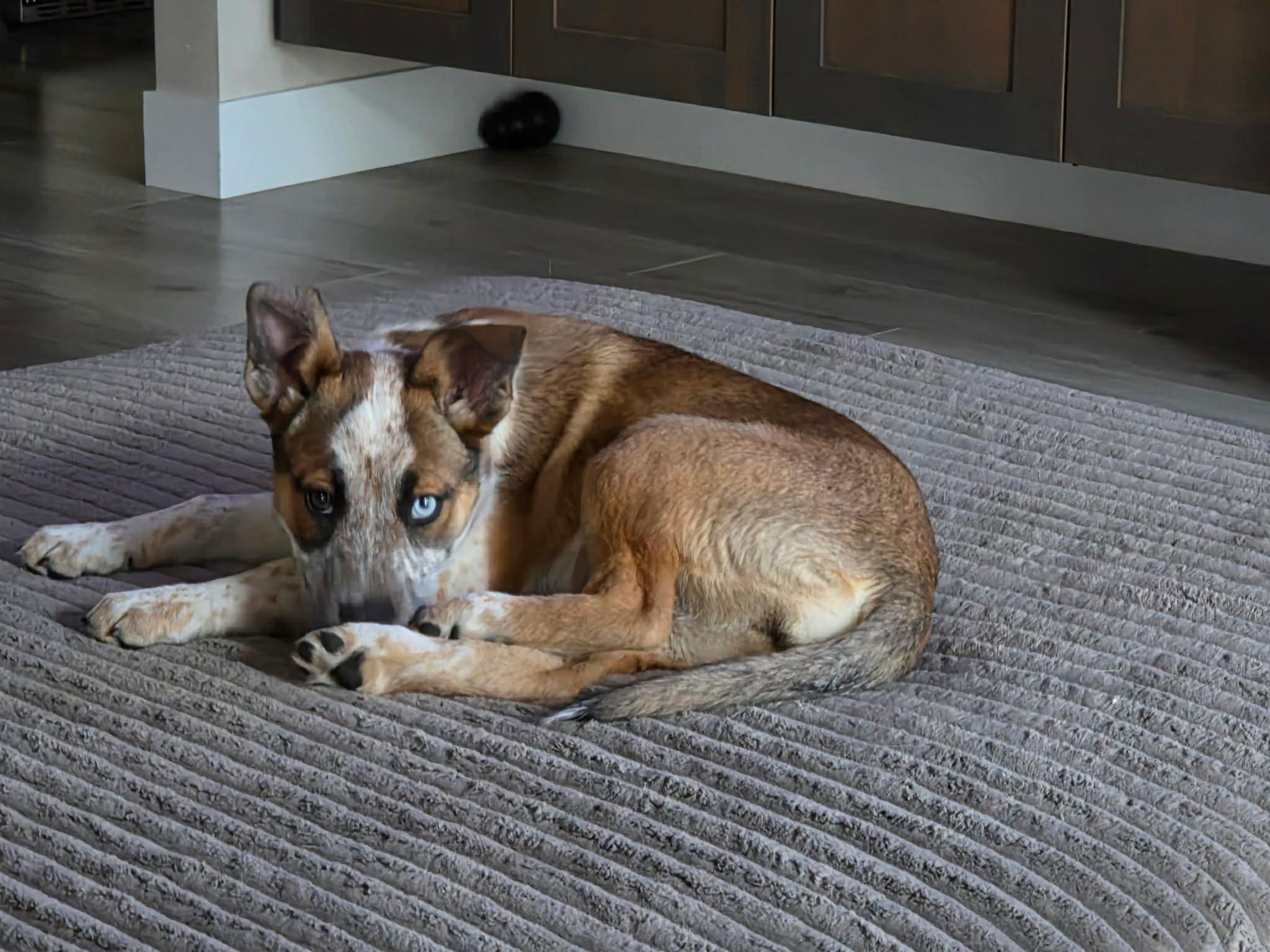 Enlarge Sedona , a ADOPTABLE mixed breed in Bend, OR image 5/6