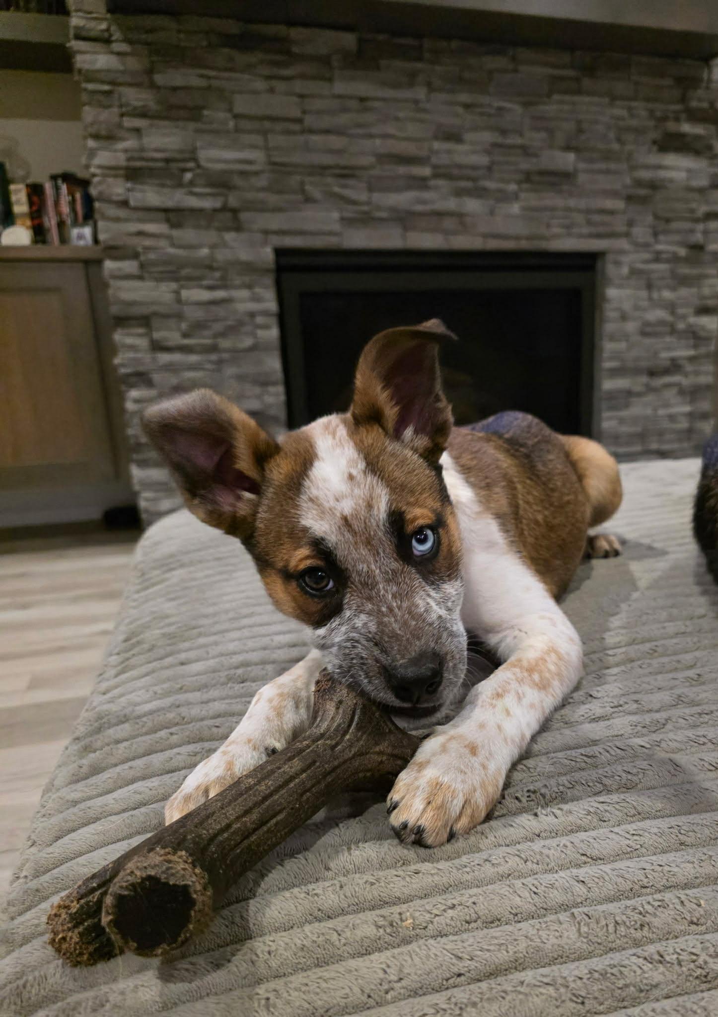 Enlarge Sedona , a ADOPTABLE mixed breed in Bend, OR image 4/6