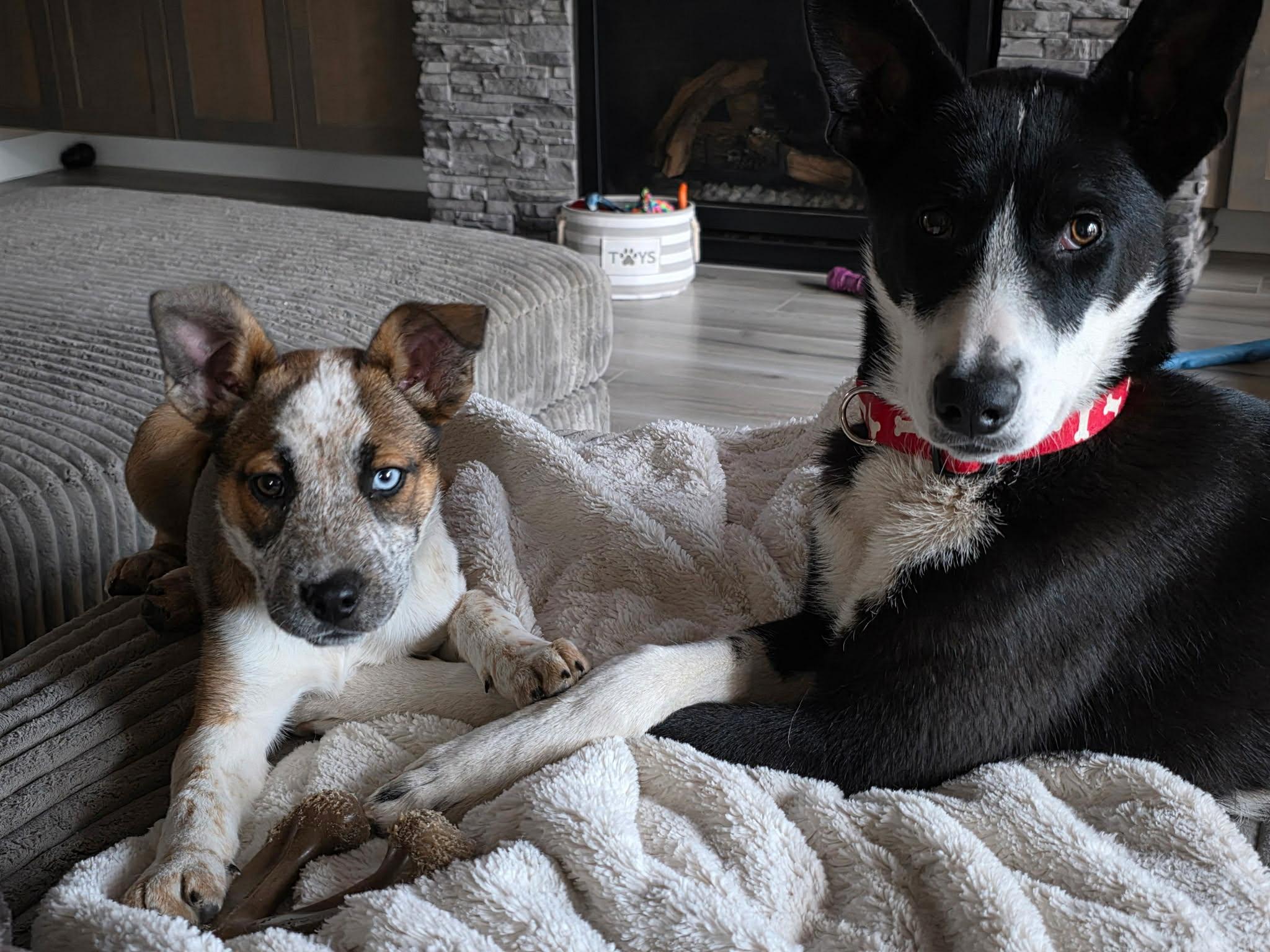 Enlarge Sedona , a ADOPTABLE mixed breed in Bend, OR image 2/6