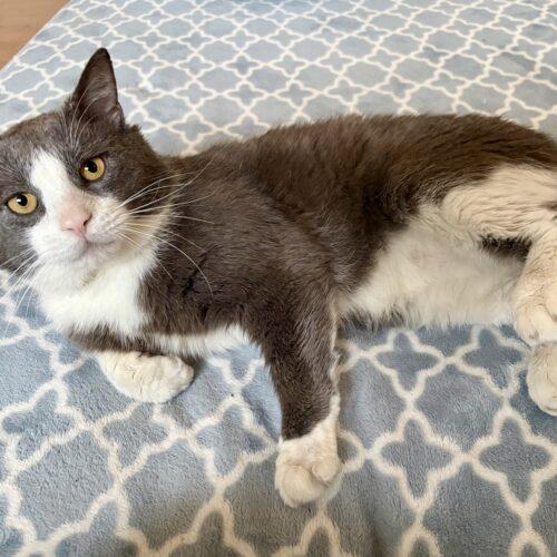 BUGSLAYER, Adoptable, Young Male Domestic Short Hair.