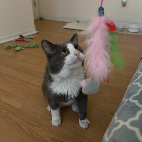 Enlarge BUGSLAYER, a Adoptable Domestic Short Hair in Toronto, ON image 2/5