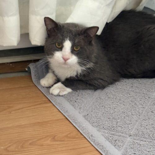 Enlarge BUGSLAYER, a Adoptable Domestic Short Hair in Toronto, ON image 3/5