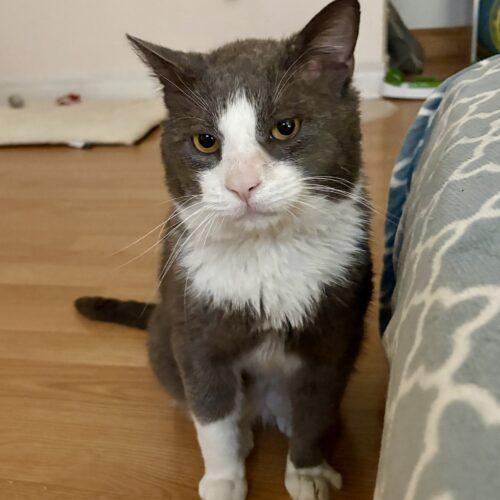 Enlarge BUGSLAYER, a Adoptable Domestic Short Hair in Toronto, ON image 4/5