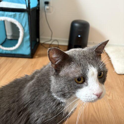 Enlarge BUGSLAYER, a Adoptable Domestic Short Hair in Toronto, ON image 5/5